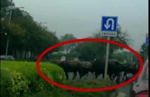 1号爆料|牛群又来静兰村路口挡道！阵势还不小