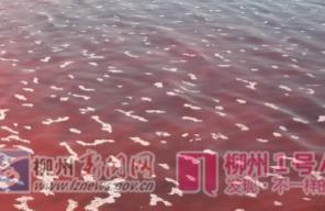 网拍柳江河现红色水体，初查系广西四建使用的染色剂泄露，有害吗？