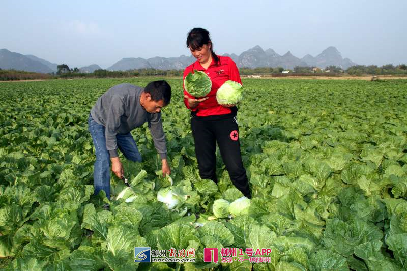 【爱心接力】40亩白菜就要烂在地里 无助菜农盼您伸出援手！