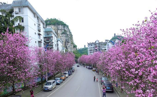 开E100赏紫荆花 今年柳州旅游“幸福产业”都有这些大动作！