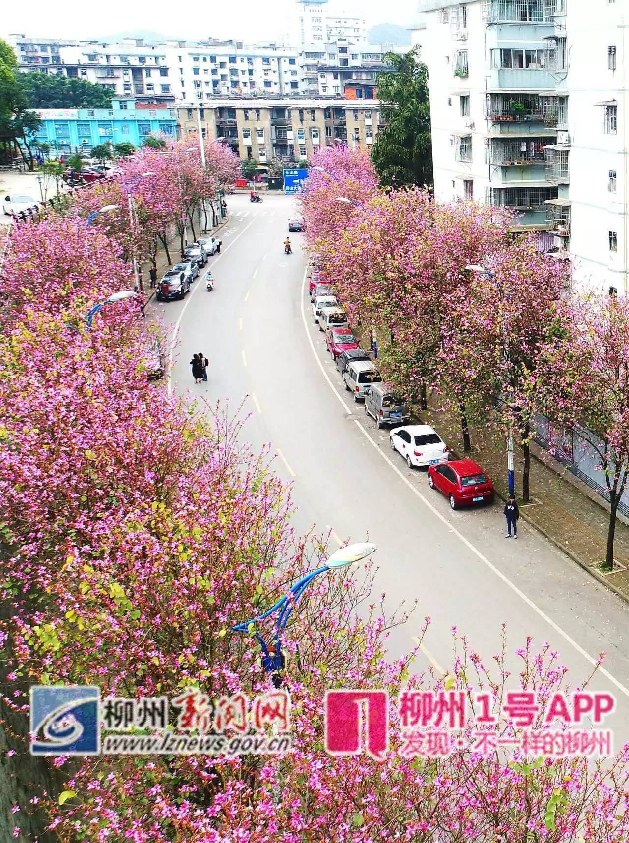 【航拍】一夜花开！跑遍柳州为您献上四月紫荆花美照！