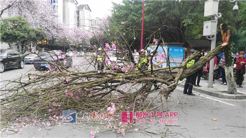 【突发】弯塘路绿化树被大风吹倒 一男子骑车经过不幸被砸中