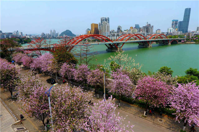 新华社：大美中国|震撼！让你看看什么叫怒放的“花海城市”