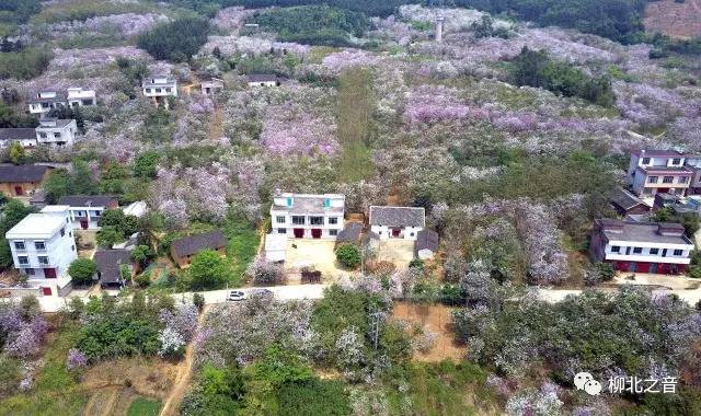 柳北区这个村的千亩紫荆苗木产业，不仅很美还很“撮饼”！