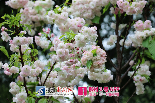 樱花走起|柳侯公园晚樱盛开  花期持续至五一假期