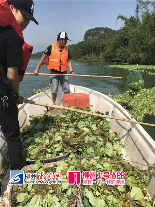 【追踪】这条河长满水葫芦如同草原，现在开始清理啦