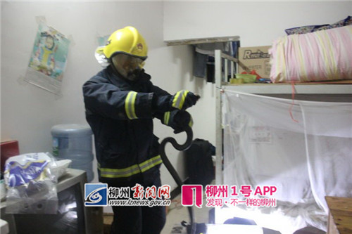 可怕！大晚上，一居民家中竟出现眼镜蛇，长1.5米