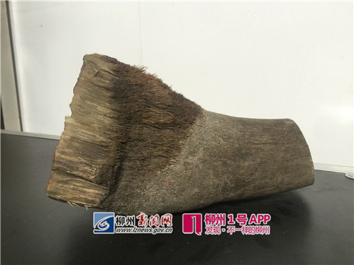 传说中的犀牛角长这样？男子花几十万买来却……
