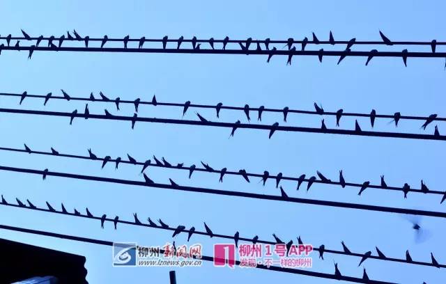 发生了什么事？ 柳州一小区上万只燕子聚集！