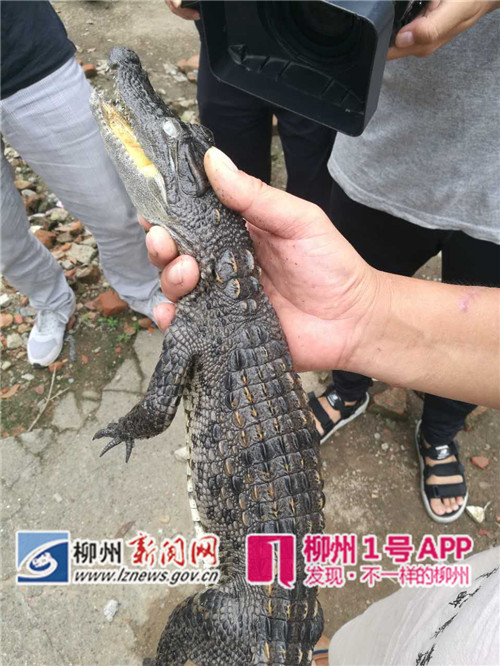 追踪！柳江旁河沟里捞出的是条小尼罗鳄，这非洲哥们长大了可猛