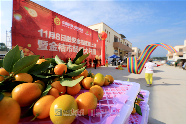买买买吃吃吃！融安金桔正式上市销售啦~