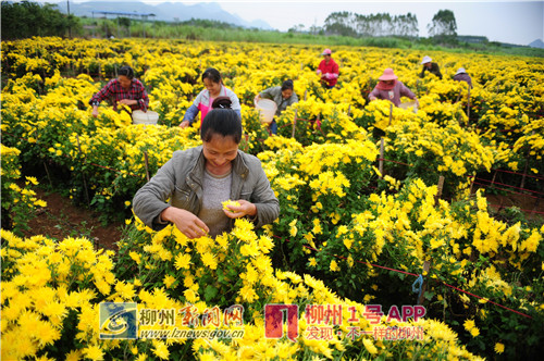 满园花菊郁金黄 男子免费打工一年学艺终成菊花种植大户