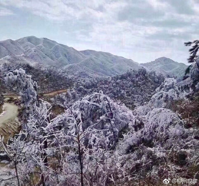 今冬的第一场冰来了！融水杆洞乡达言坳出现“雨淞”奇观