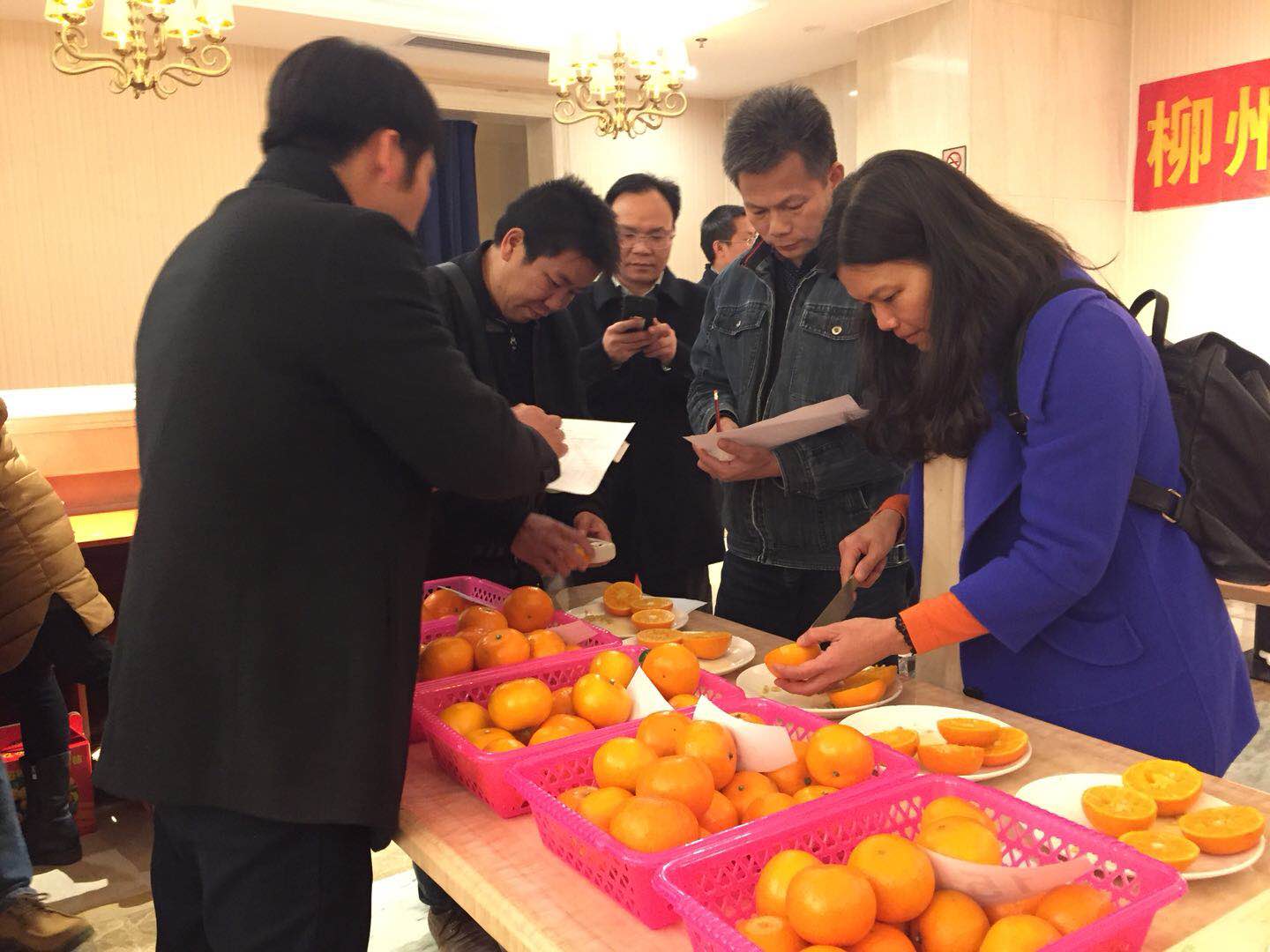 你看过柑桔界的“维密秀”吗？柳州的柑橘又靓又好吃！
