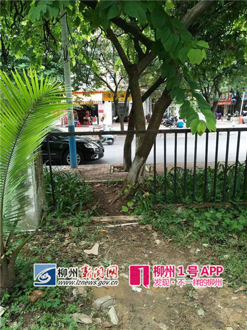桂景湾破烂的围栏.jpg 桂景湾破烂的围栏.jpg
