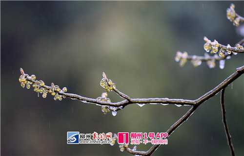 图2:1月26日,在广西柳州市融安县大坡乡福上村石卡屯拍摄的胡椒花。(谭凯兴 摄).jpg