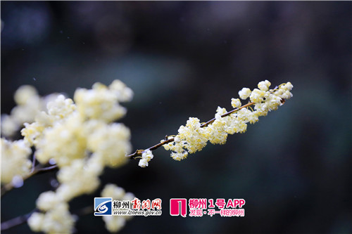 图3:1月26日,在广西柳州市融安县大坡乡福上村石卡屯拍摄的胡椒花。(谭凯兴 摄).jpg