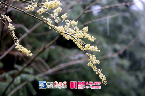 图6:1月26日,在广西柳州市融安县大坡乡福上村石卡屯拍摄的胡椒花。(谭凯兴 摄).jpg