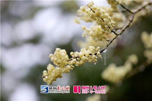 图8:1月26日,在广西柳州市融安县大坡乡福上村石卡屯拍摄的胡椒花。(谭凯兴 摄).jpg