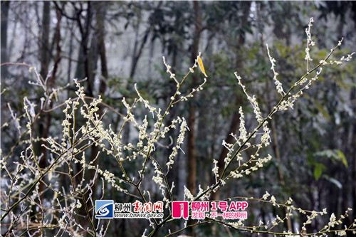 图9:1月26日,在广西柳州市融安县大坡乡福上村石卡屯拍摄的胡椒花。(谭凯兴 摄).jpg