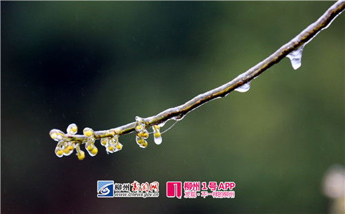 图10:1月26日,在广西柳州市融安县大坡乡福上村石卡屯拍摄的胡椒花。(谭凯兴 摄).jpg
