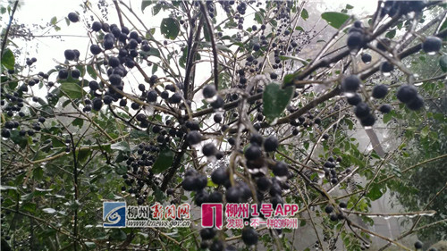 微信图片_20180128171328.jpg