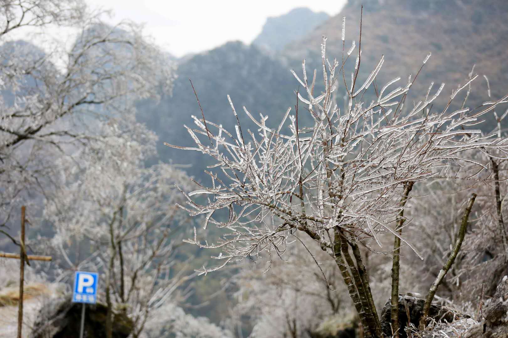 广西柳州市融安县东起乡崖脚村铜板屯拍摄的冰挂美景2.jpg