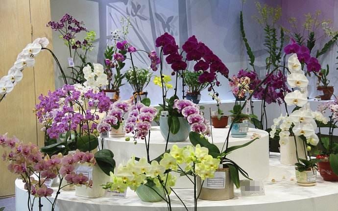 【赏兰花·逛年货】“美丽柳州•宜居乡村”花为媒（兰亭林叙）活动2月2日开启