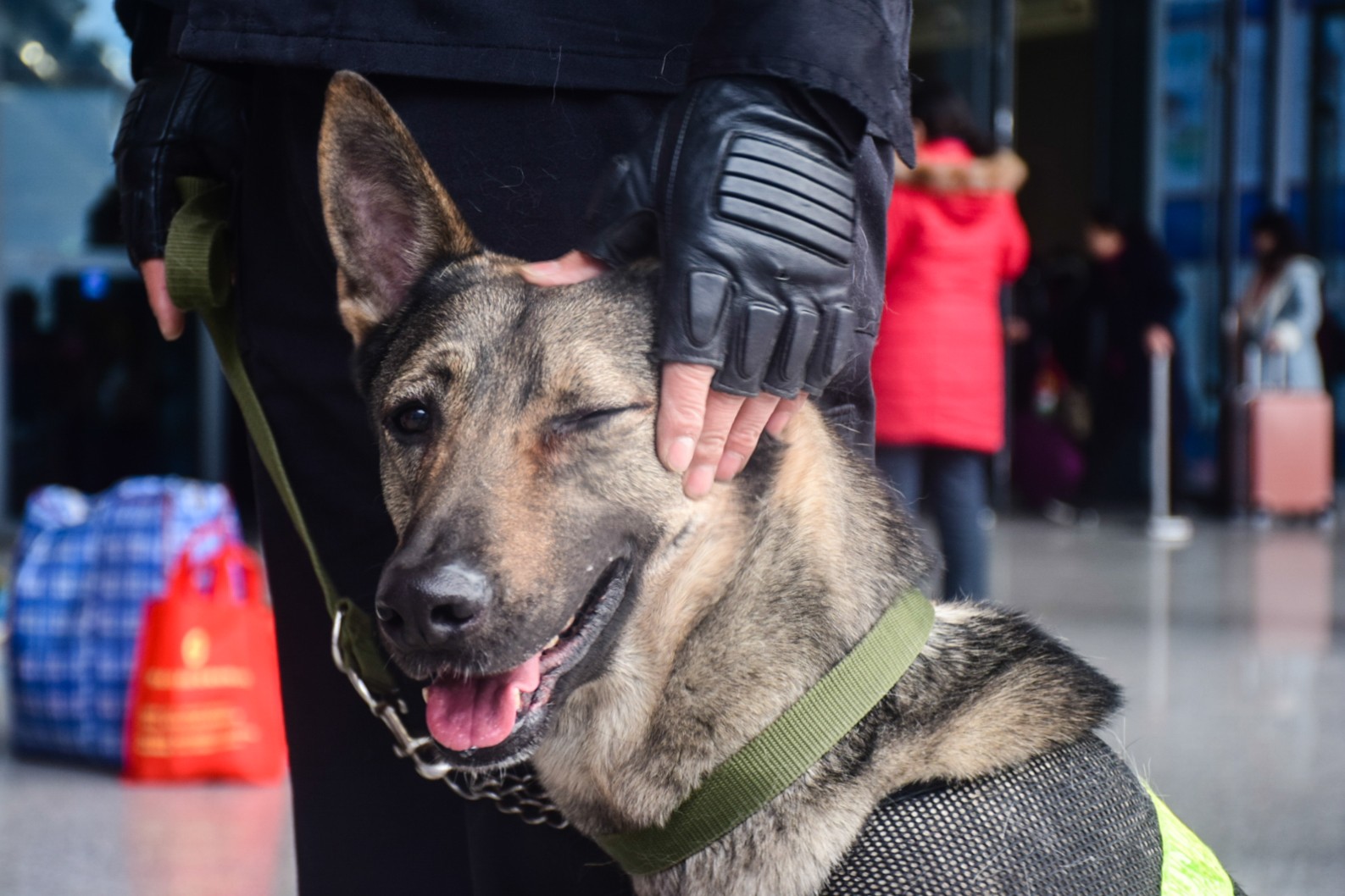 护卫犬“追风”.jpg 护卫犬“追风”.jpg