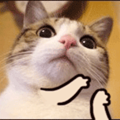 IMG_3456.GIF