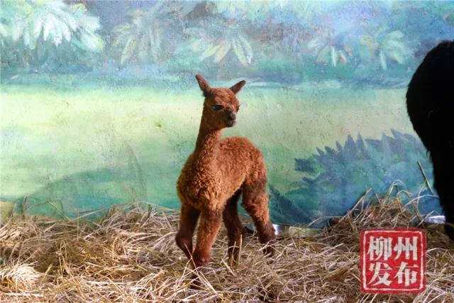微信图片_20180302165942.jpg