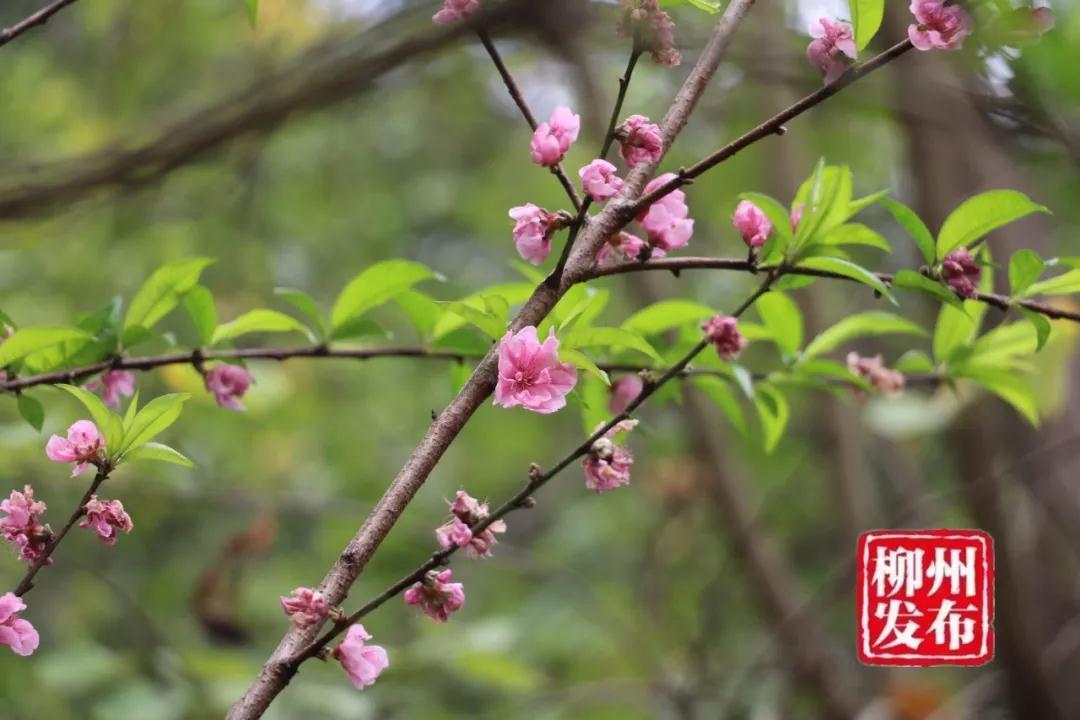 微信图片_20180303130115.jpg