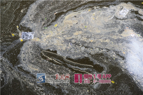 5日下午看到的油污.jpg 5日下午看到的油污.jpg