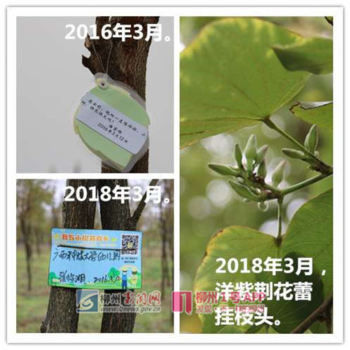3月7日在花岭片区拍摄到的图片。10.jpg