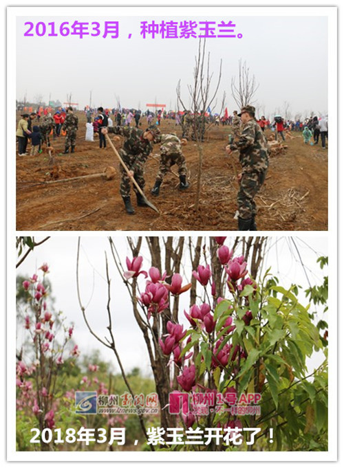 3月7日在花岭片区拍摄到的图片。11.jpg