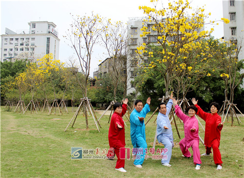 3月6日,鱼峰公园,人民广场,河东公园(市民广场)的黄花风铃木4.jpg