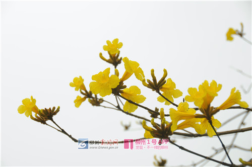 3月6日,鱼峰公园,人民广场,河东公园(市民广场)的黄花风铃木8.jpg