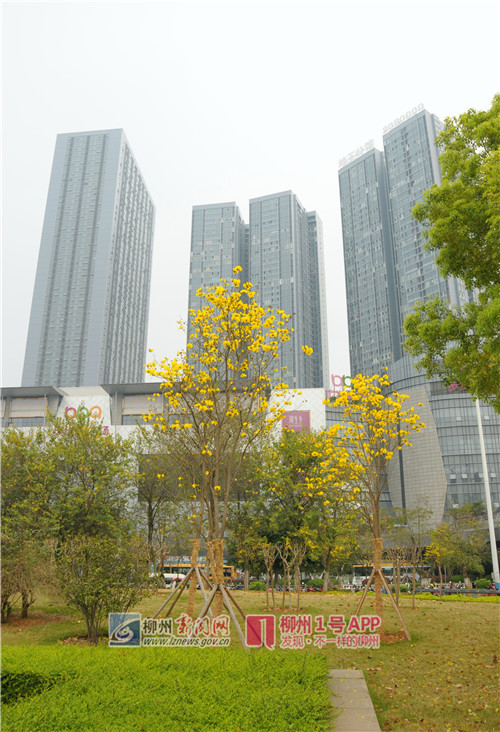3月6日,鱼峰公园,人民广场,河东公园(市民广场)的黄花风铃木6.jpg