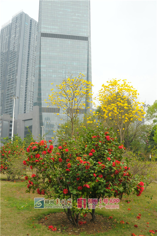 3月6日,鱼峰公园,人民广场,河东公园(市民广场)的黄花风铃木7.jpg 3月6日,鱼峰公园,人民广场,河东公园(市民广场)的黄花风铃木7.jpg