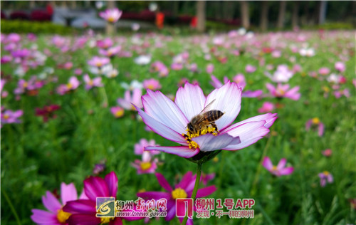 柳州春季花海又添新成员，雀儿山公园的格桑花开啦！