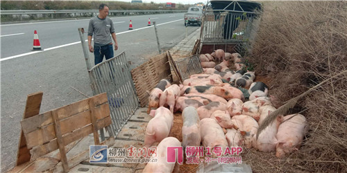 什么情况？柳武高速公路上竟然出现30只小猪崽