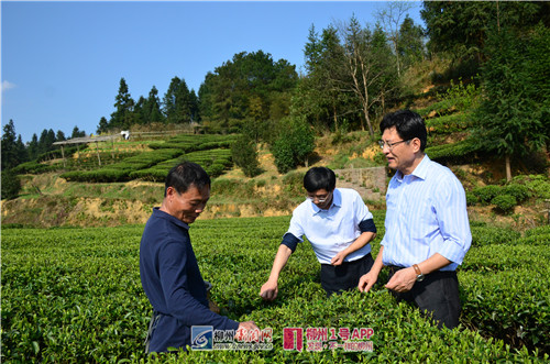 3月15日,在三江县同乐苗族乡归东村,康哥与茶农交流.jpg 3月15日,在三江县同乐苗族乡归东村,康哥与茶农交流.jpg