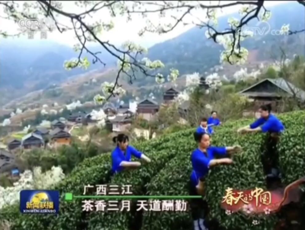 三江又上《新闻联播》啦！茶香三月，美景惹人爱~