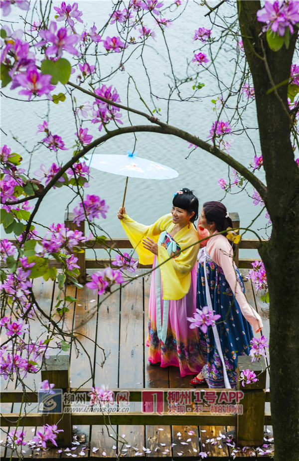《紫荆花下汉服秀》(框架式构图法)作者:姜立.jpg