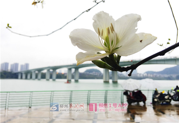 《孤芳不自赏》作者: 吴枚.jpg