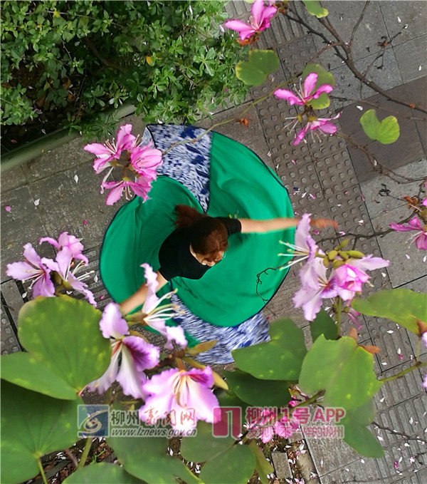 《紫荆花城舞翩跹》(手机拍摄,斜线构图法)作者:黄元莲.jpg