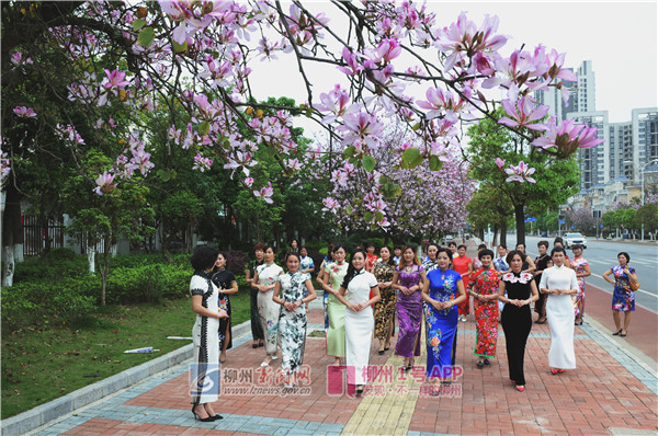 《紫荆花下秀旗袍》(均衡式构图法)作者:姜立 .JPG 《紫荆花下秀旗袍》(均衡式构图法)作者:姜立 .JPG