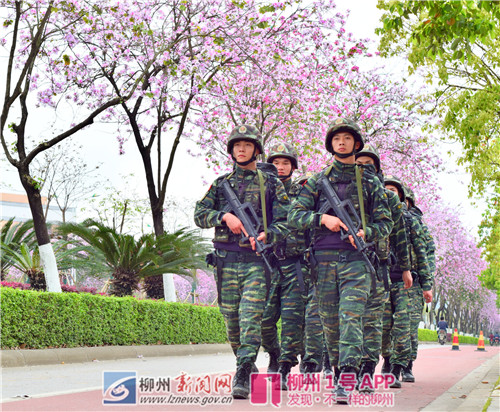 学院路上一大波迷彩绿与紫荆花相遇，激起“铁血”与“柔情”的浪花
