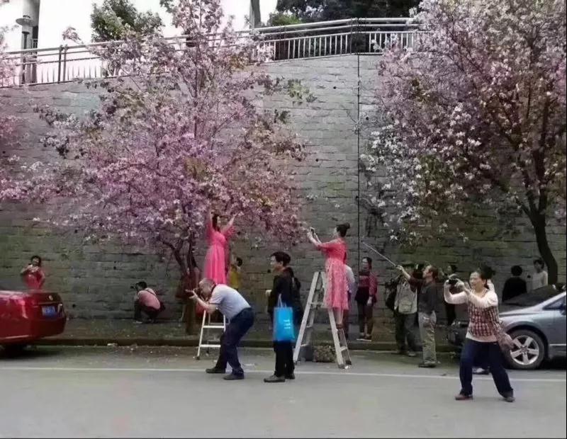 柳州紫荆花虽然美，可你这样拍照的样子，真的不好看！