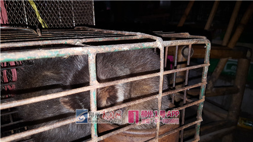 白额狸、眼镜蛇、榕蛇……前进市场一店铺老板丢下这些动物跑了